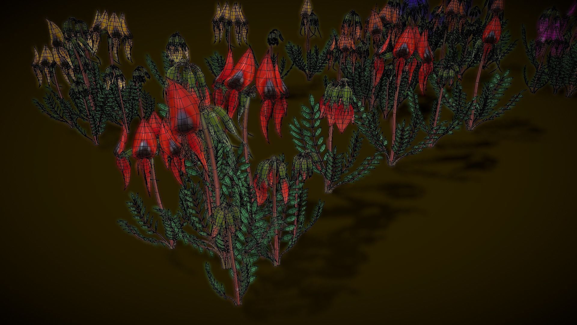 Flower Swainsona Formosa  Low-poly 3D model_13