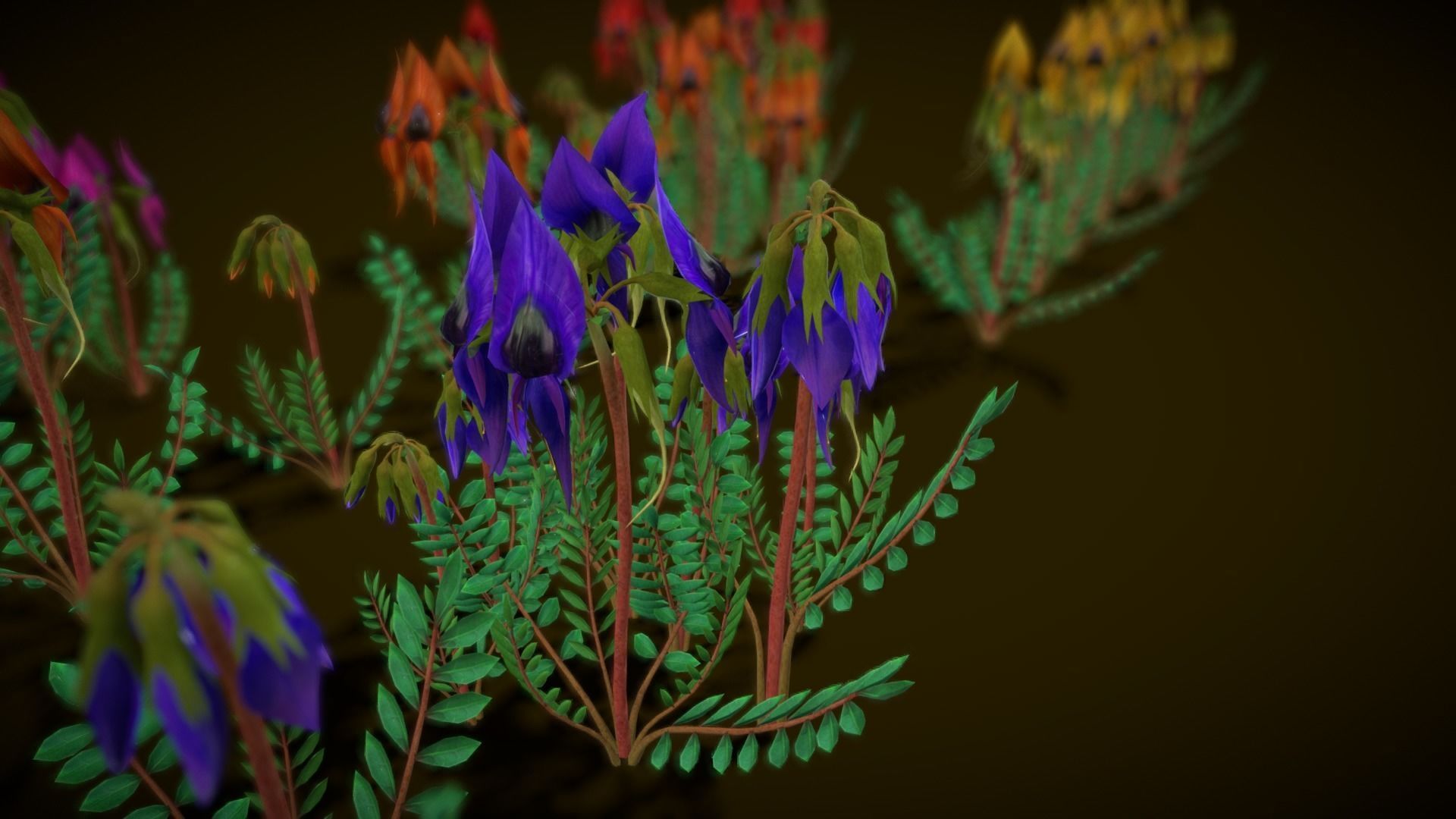 Flower Swainsona Formosa  Low-poly 3D model_8