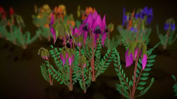 Flower Swainsona Formosa  Low-poly 3D model