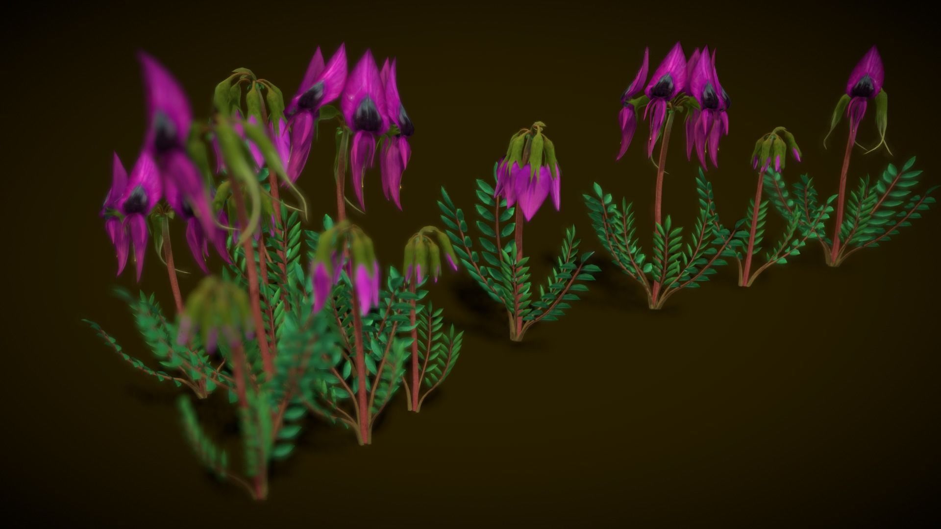 Flower Swainsona Formosa  Low-poly 3D model_3