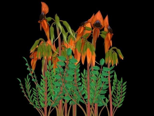 Flower Swainsona Formosa  Low-poly 3D model_7