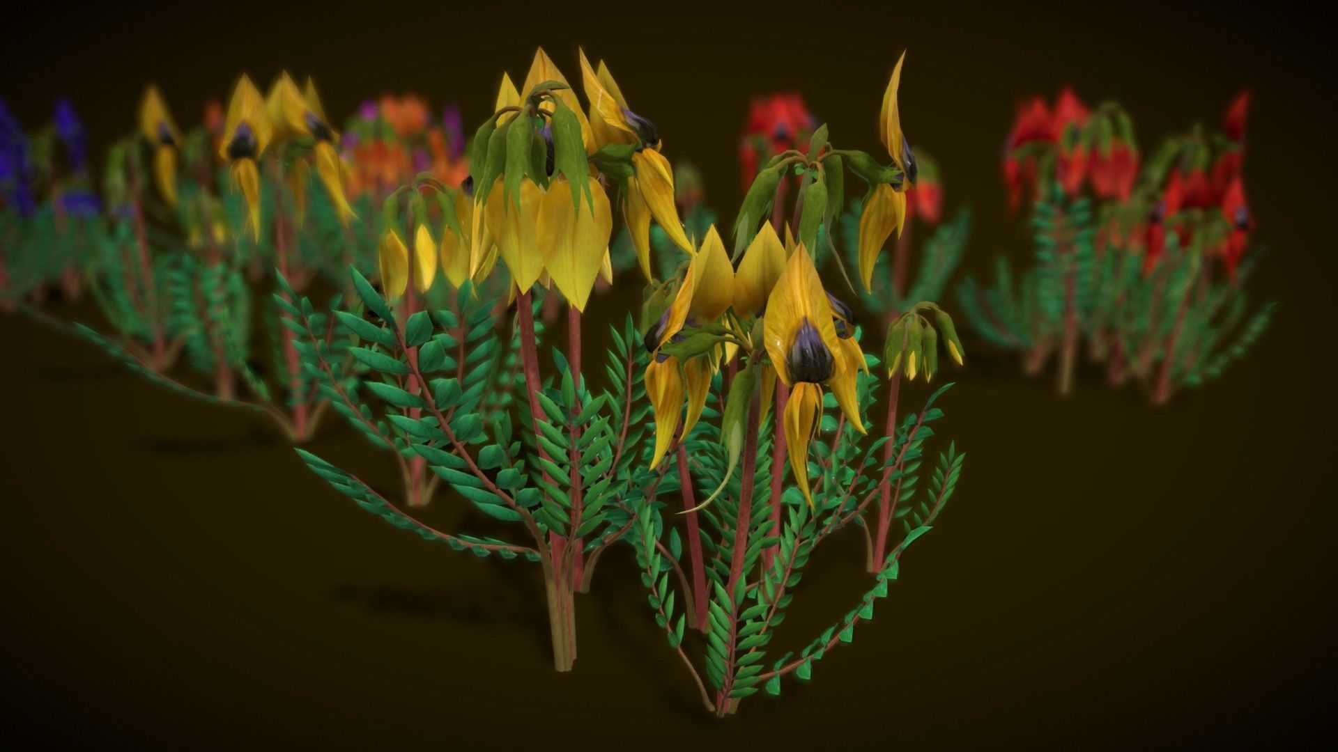 Flower Swainsona Formosa  Low-poly 3D model_10