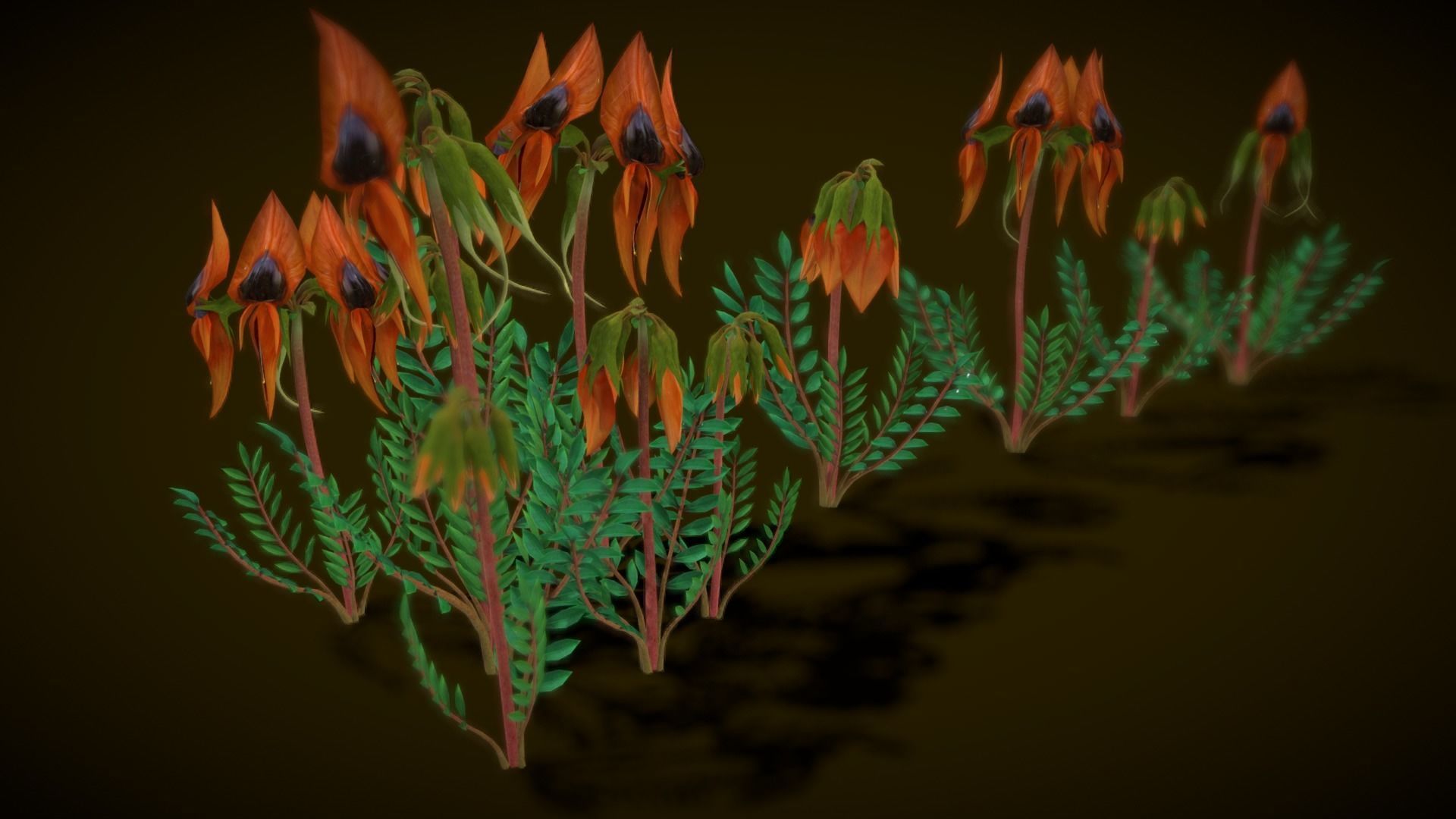 Flower Swainsona Formosa  Low-poly 3D model_2