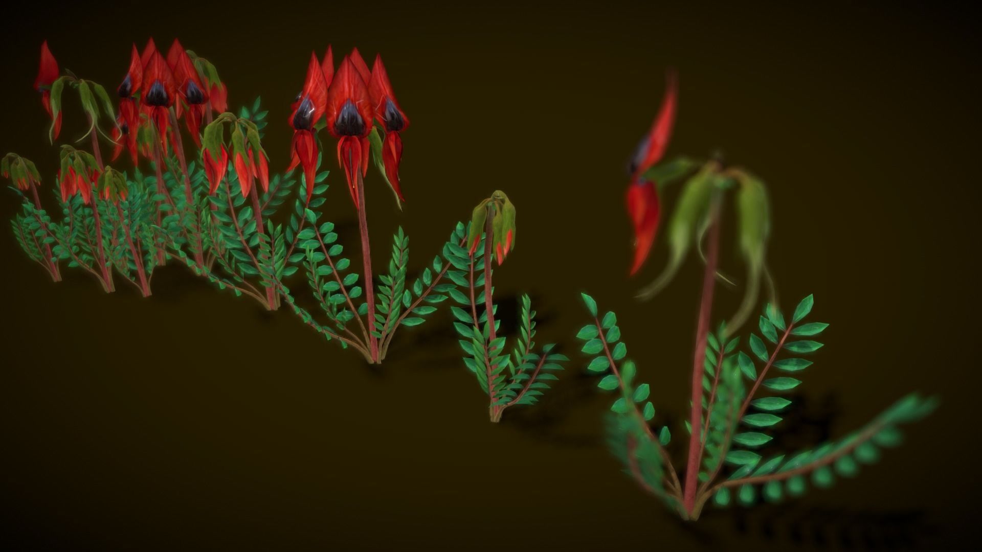 Flower Swainsona Formosa  Low-poly 3D model_6