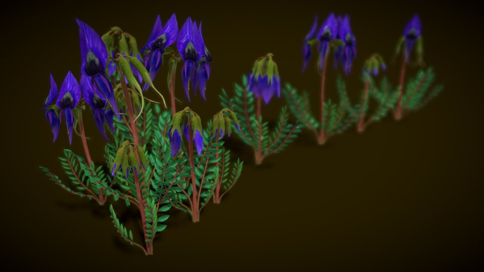 Flower Swainsona Formosa  Low-poly 3D model_4