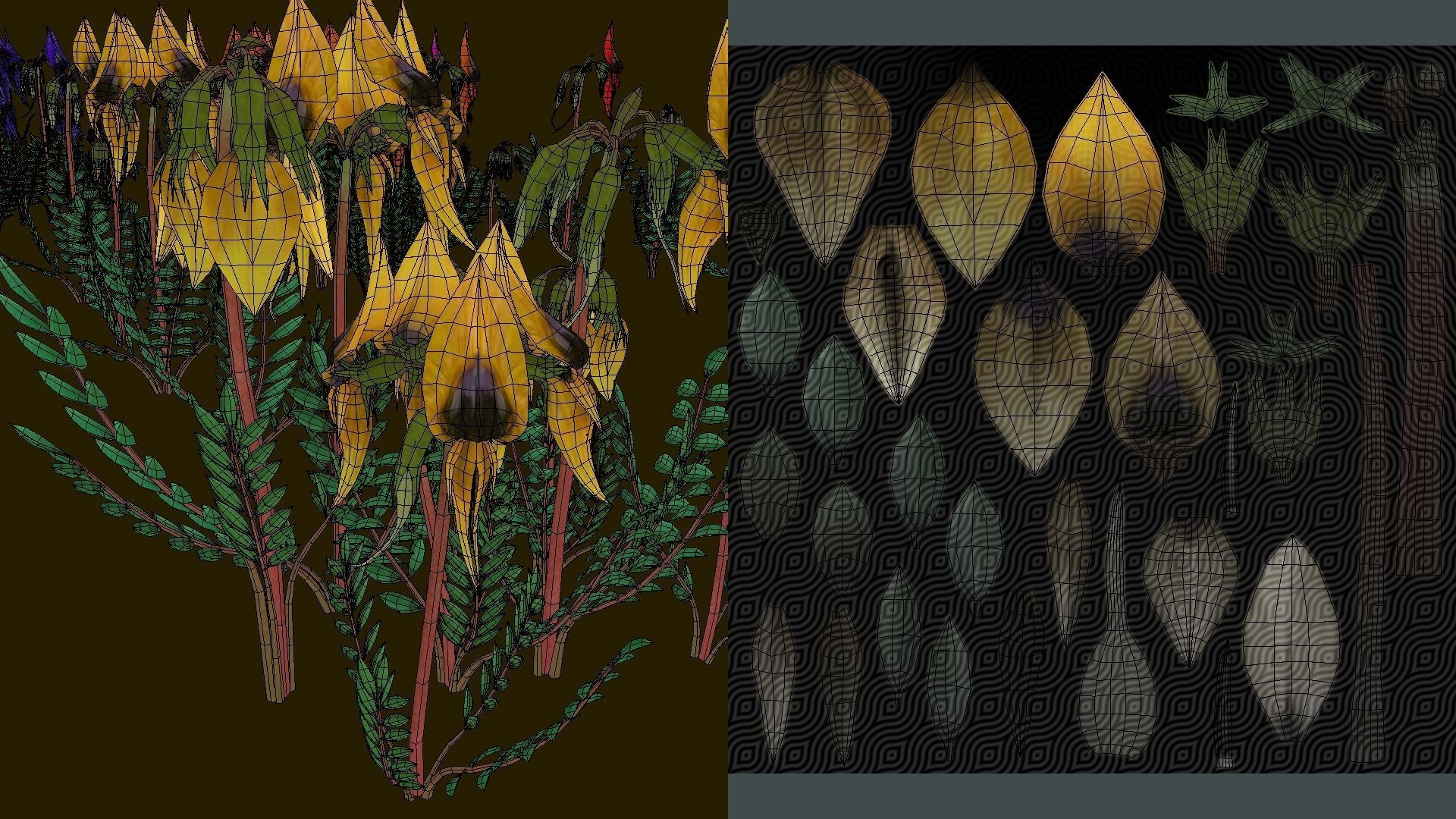 Flower Swainsona Formosa  Low-poly 3D model_15