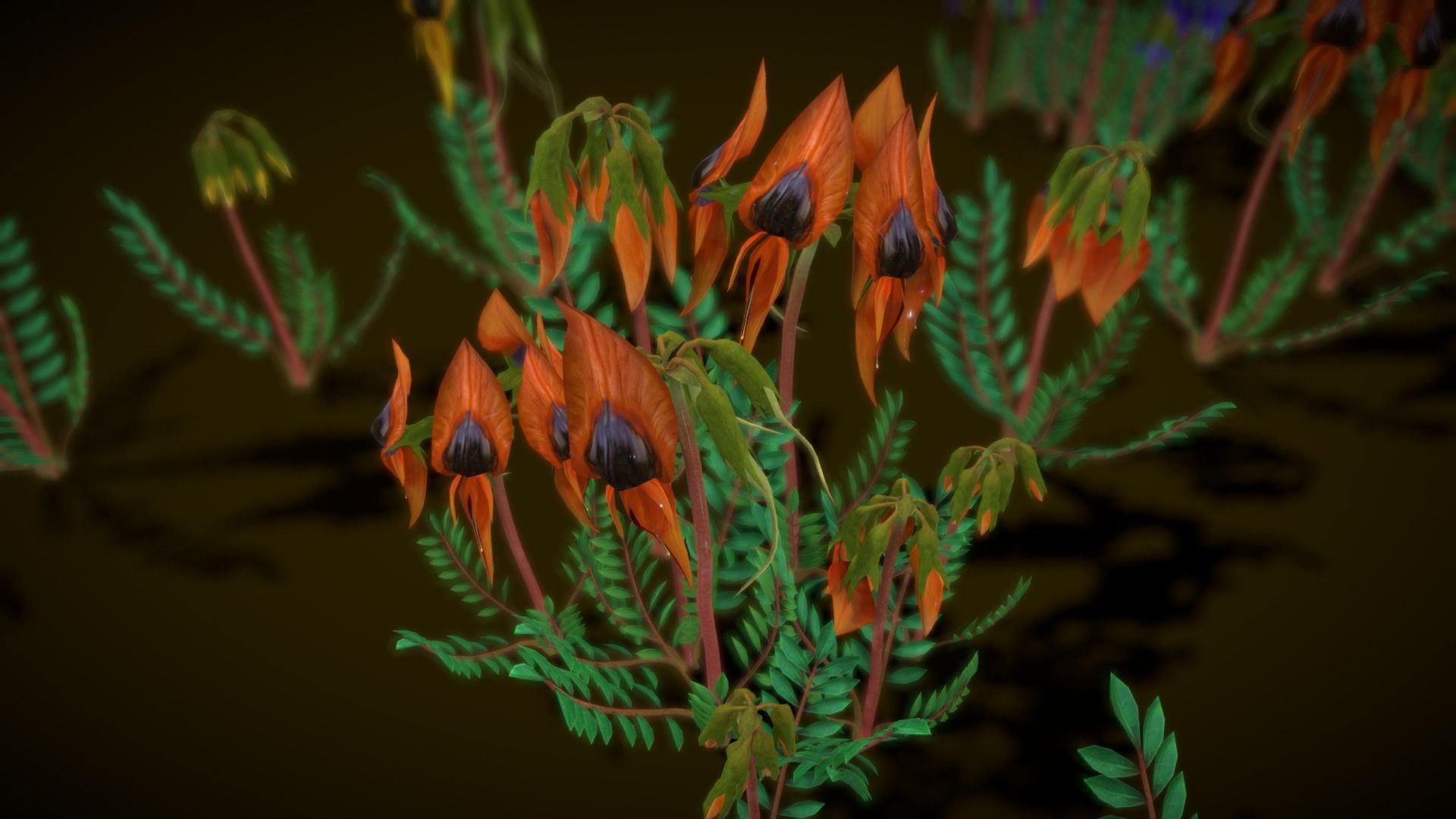 Flower Swainsona Formosa  Low-poly 3D model_12