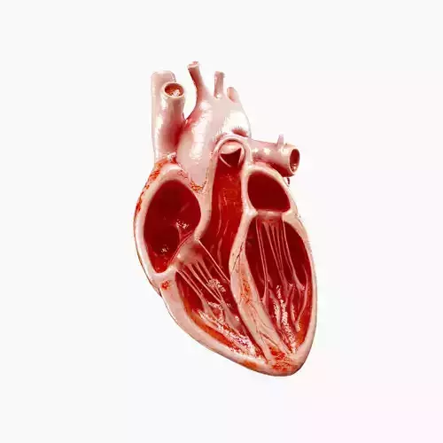 Human Heart Sliced internal and external version PBR realtime