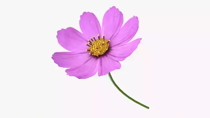 Flower Aster Cosmos bipinnatus