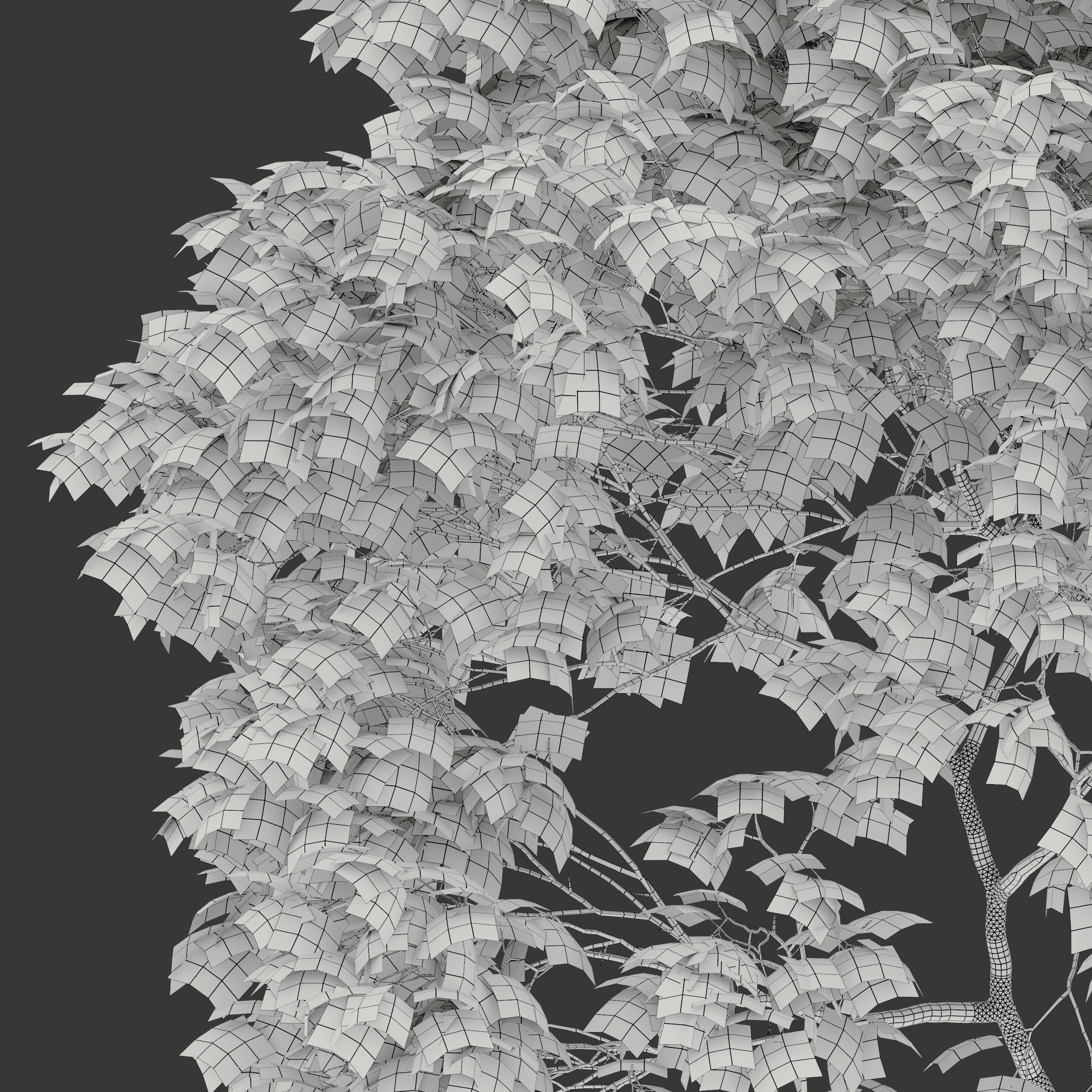 Acer platanoides 02 3D model_6