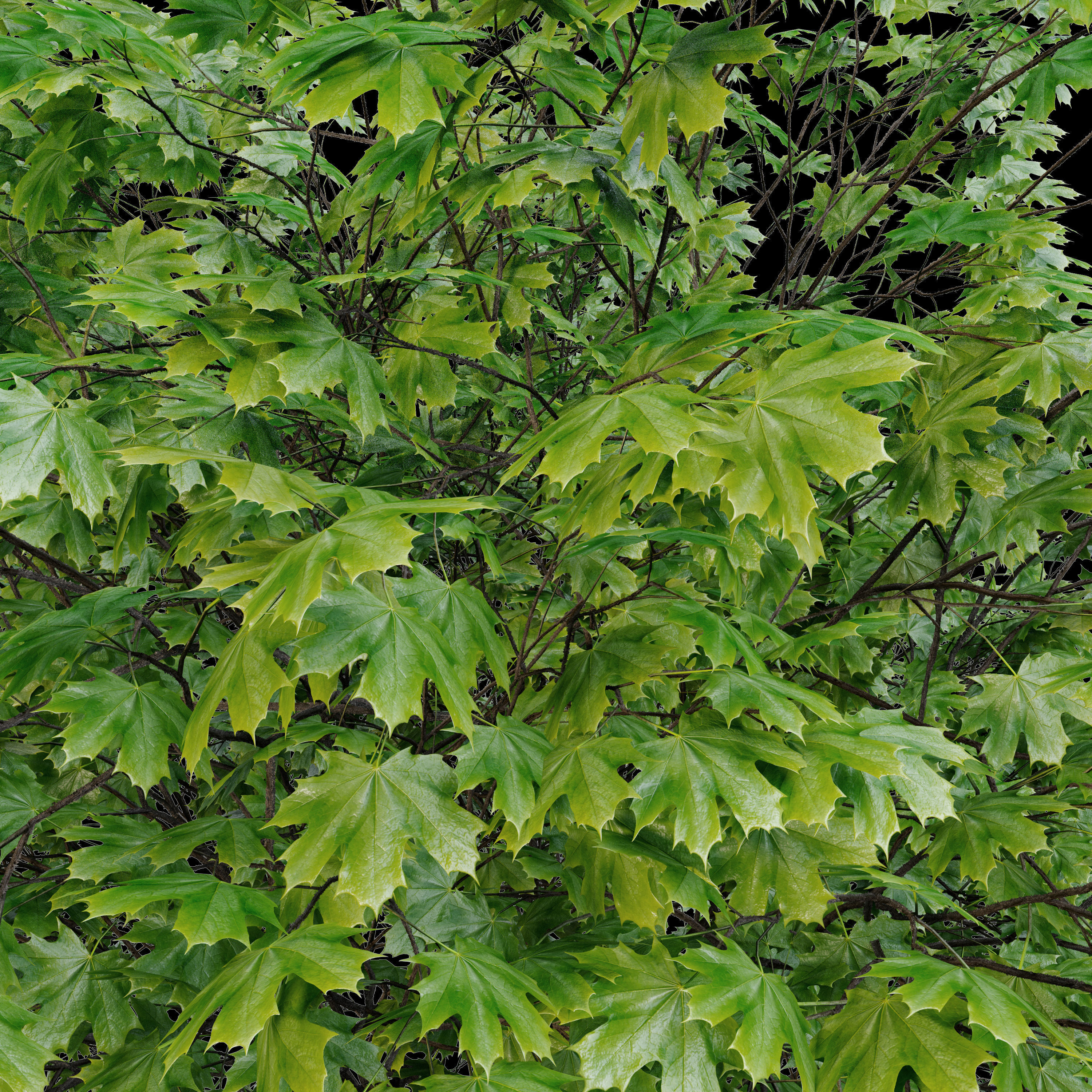 Acer platanoides 02 3D model_5