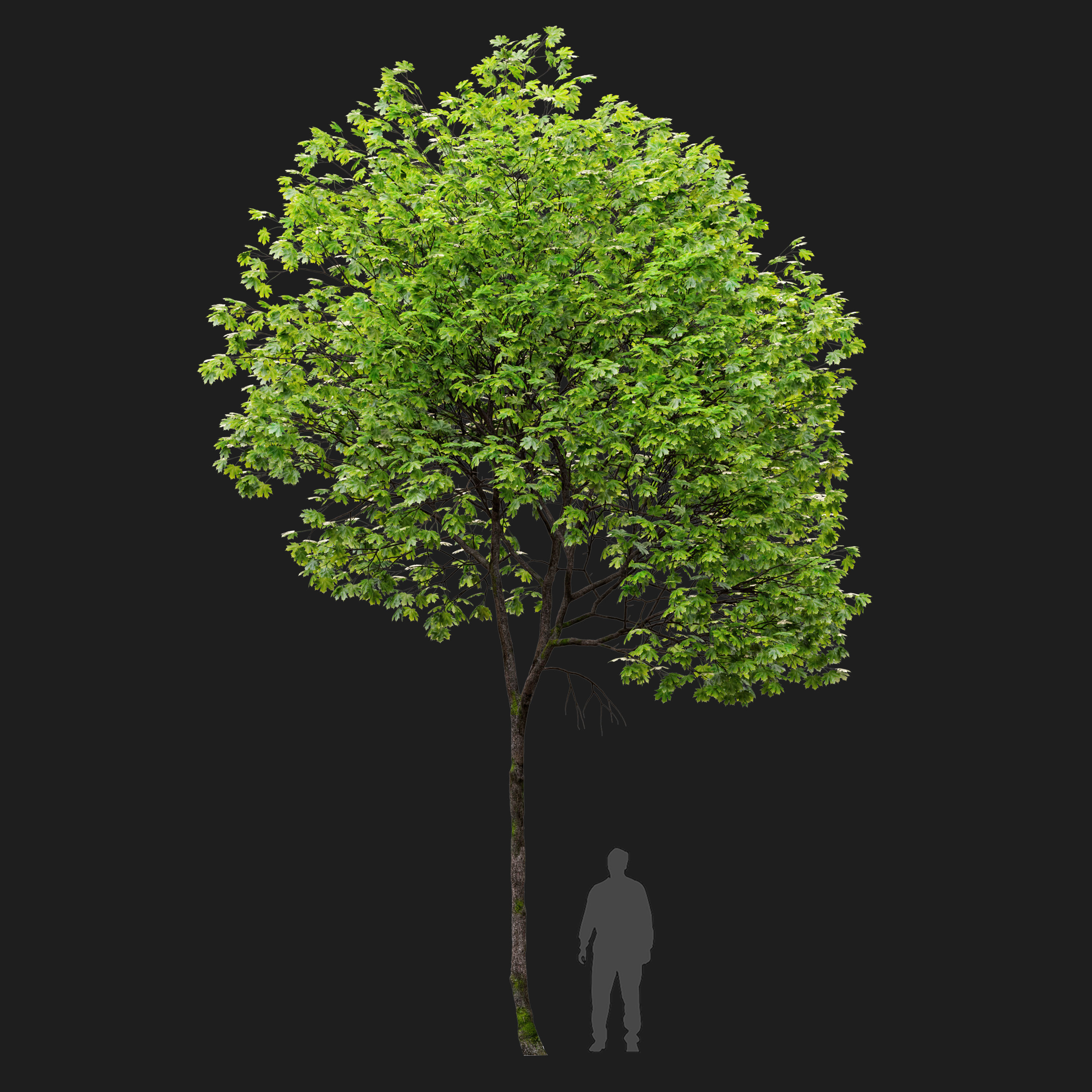 Acer platanoides 02 3D model_4