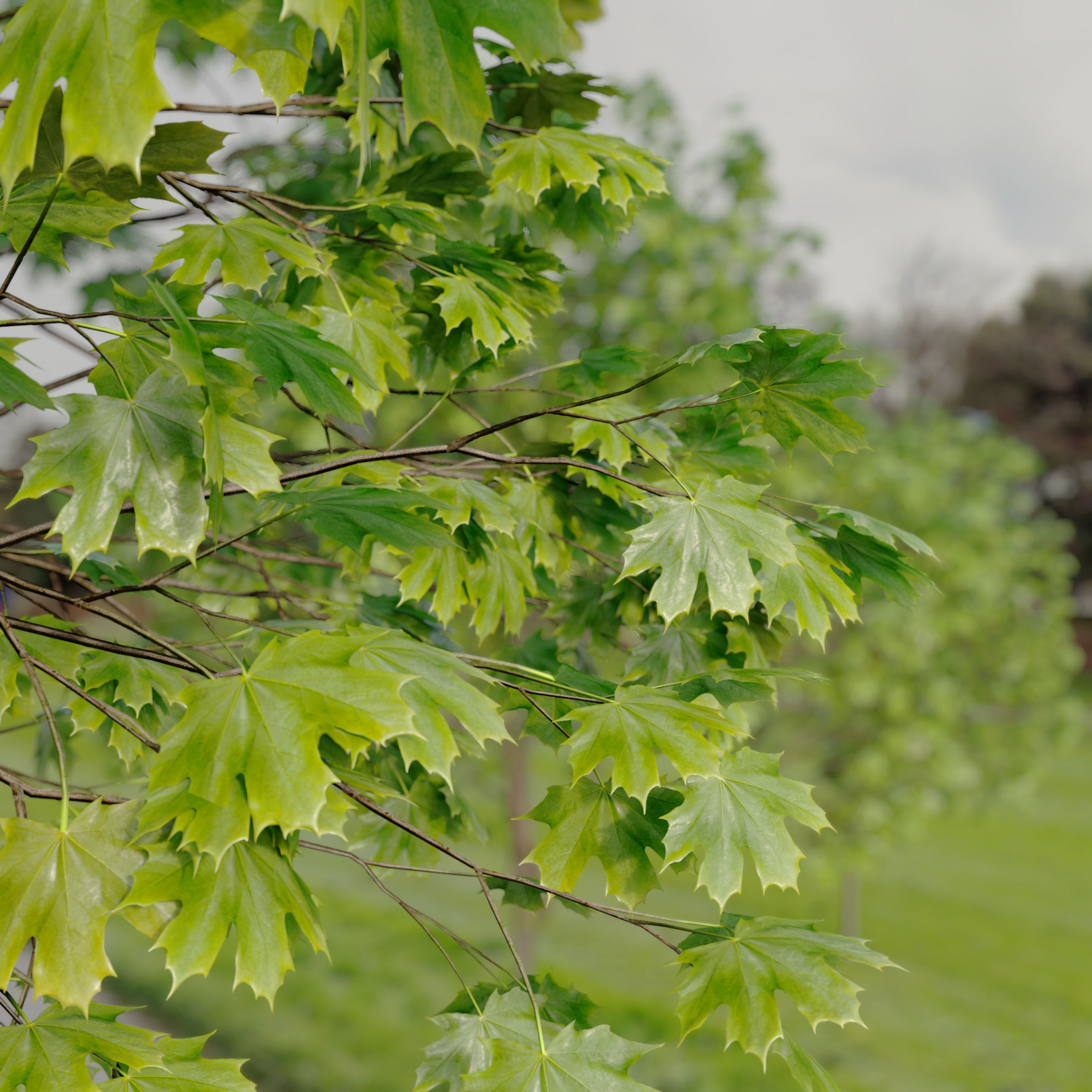 Acer platanoides 02 3D model_2