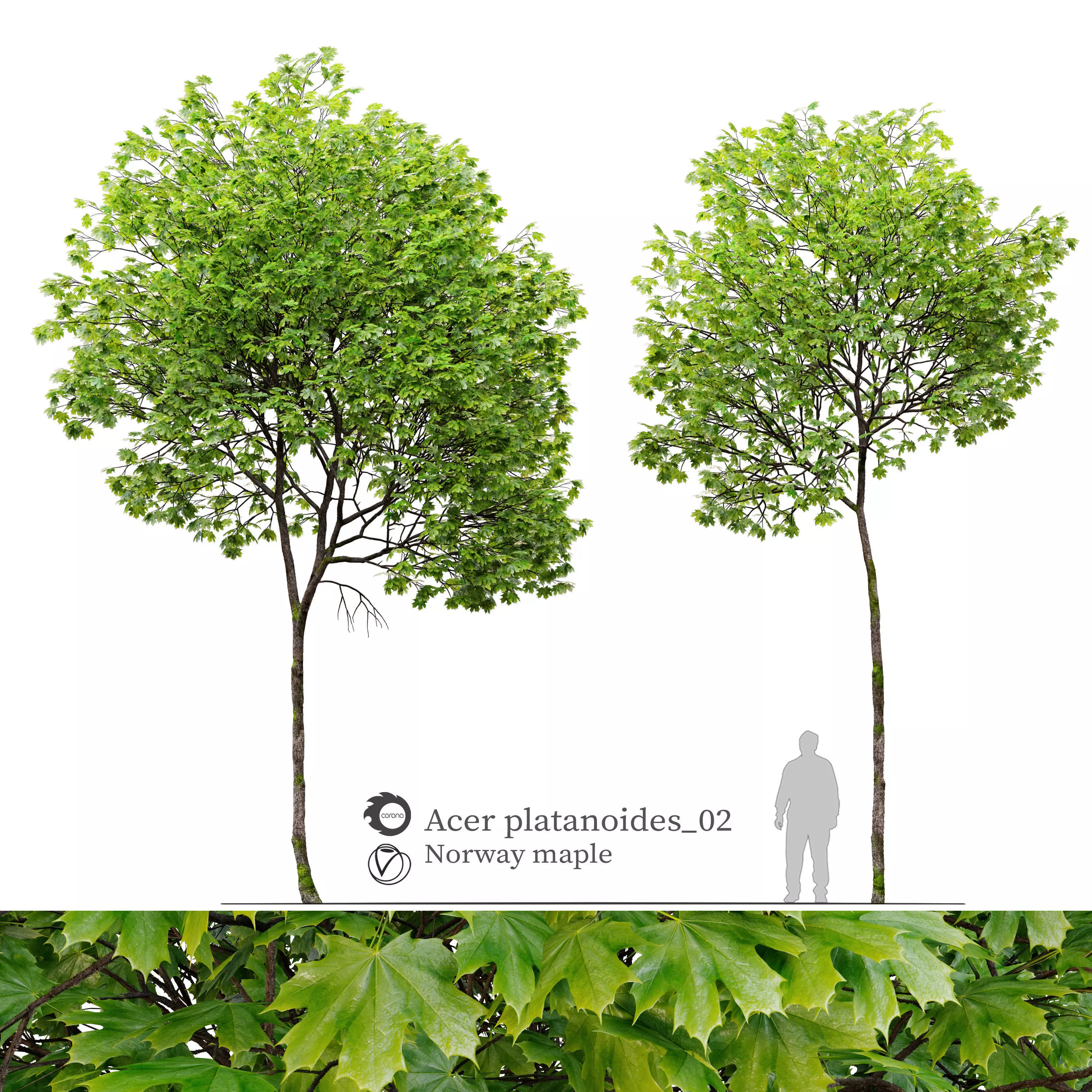 Acer platanoides 02 3D model_0