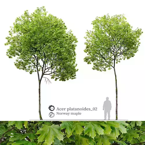 Acer platanoides 02