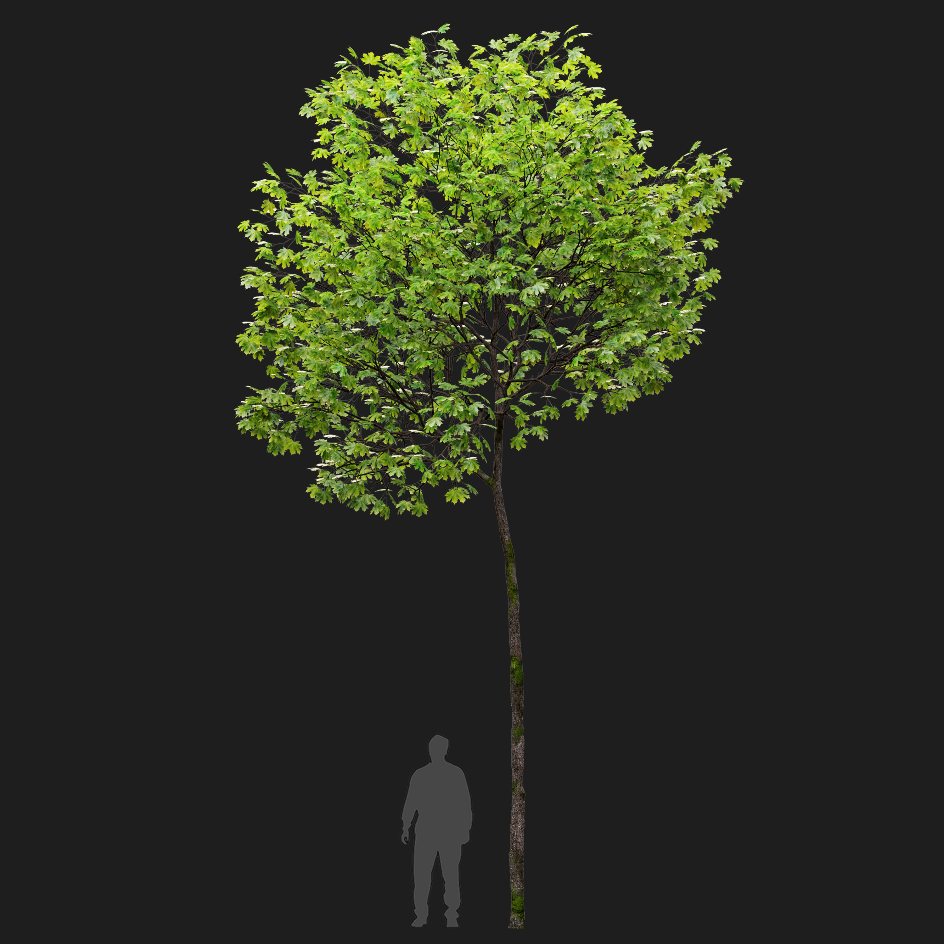 Acer platanoides 02 3D model_3