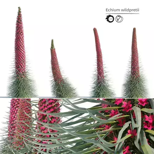 Echium wildpretii