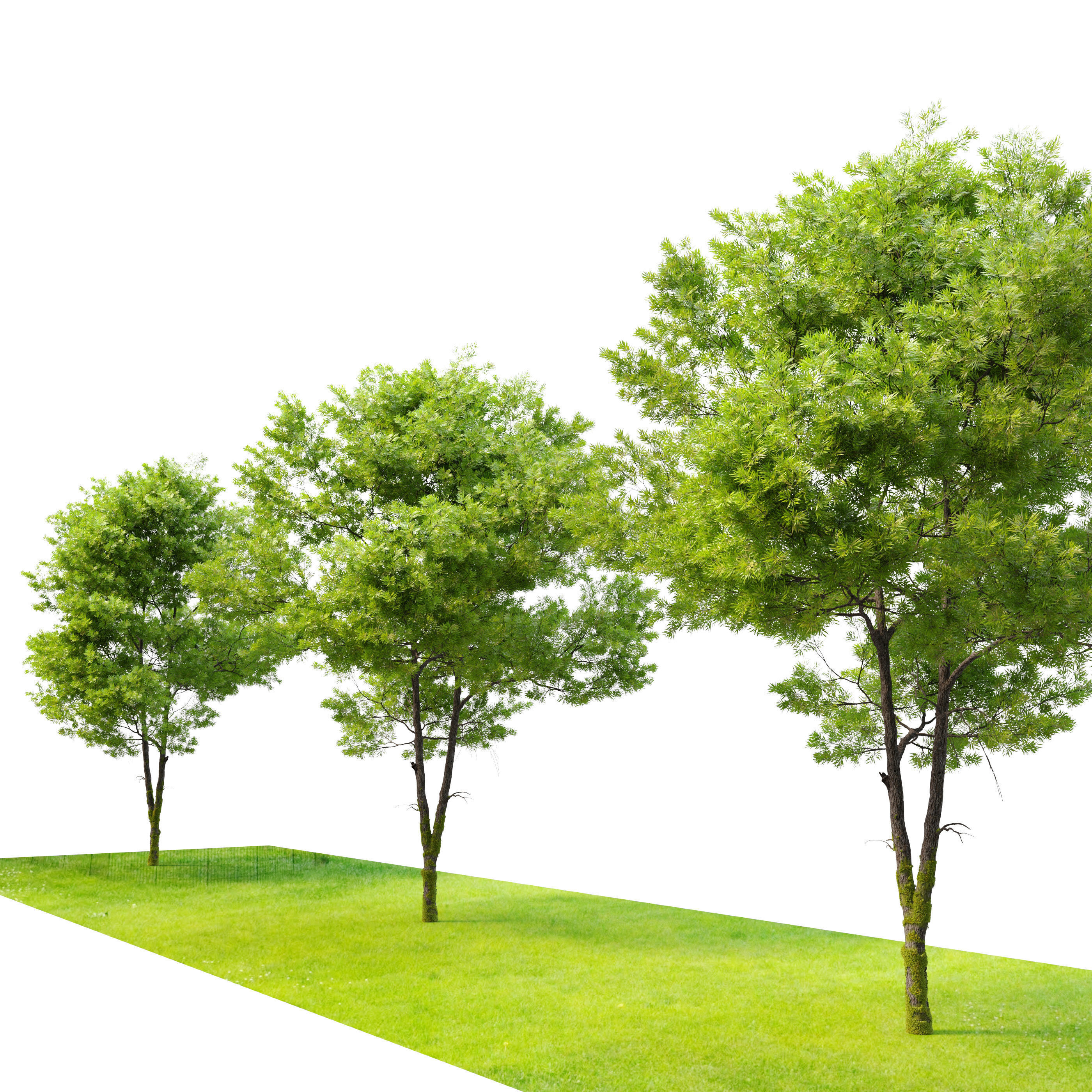 Willow oak 3D model_2