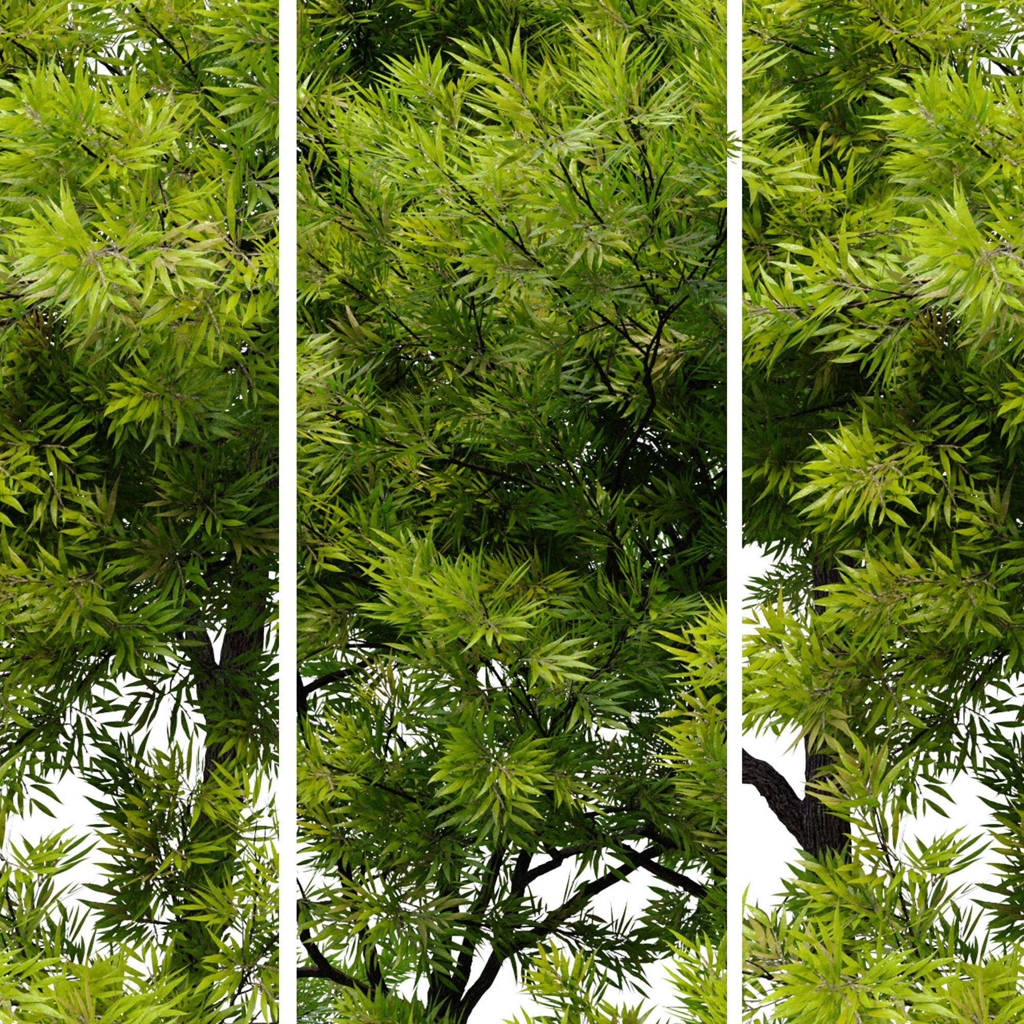 Willow oak 3D model_3