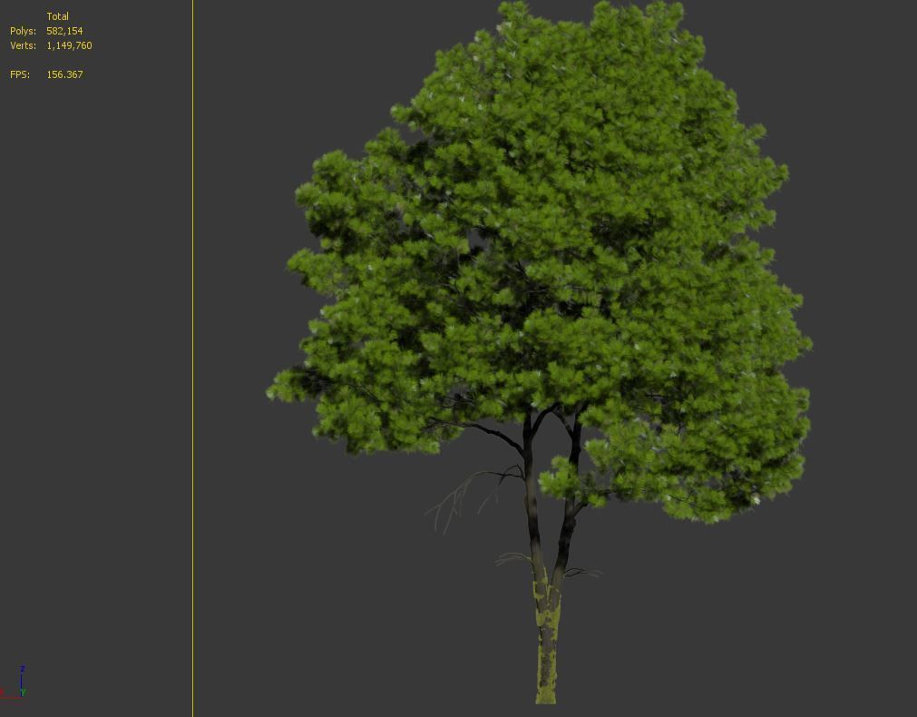 Willow oak 3D model_7