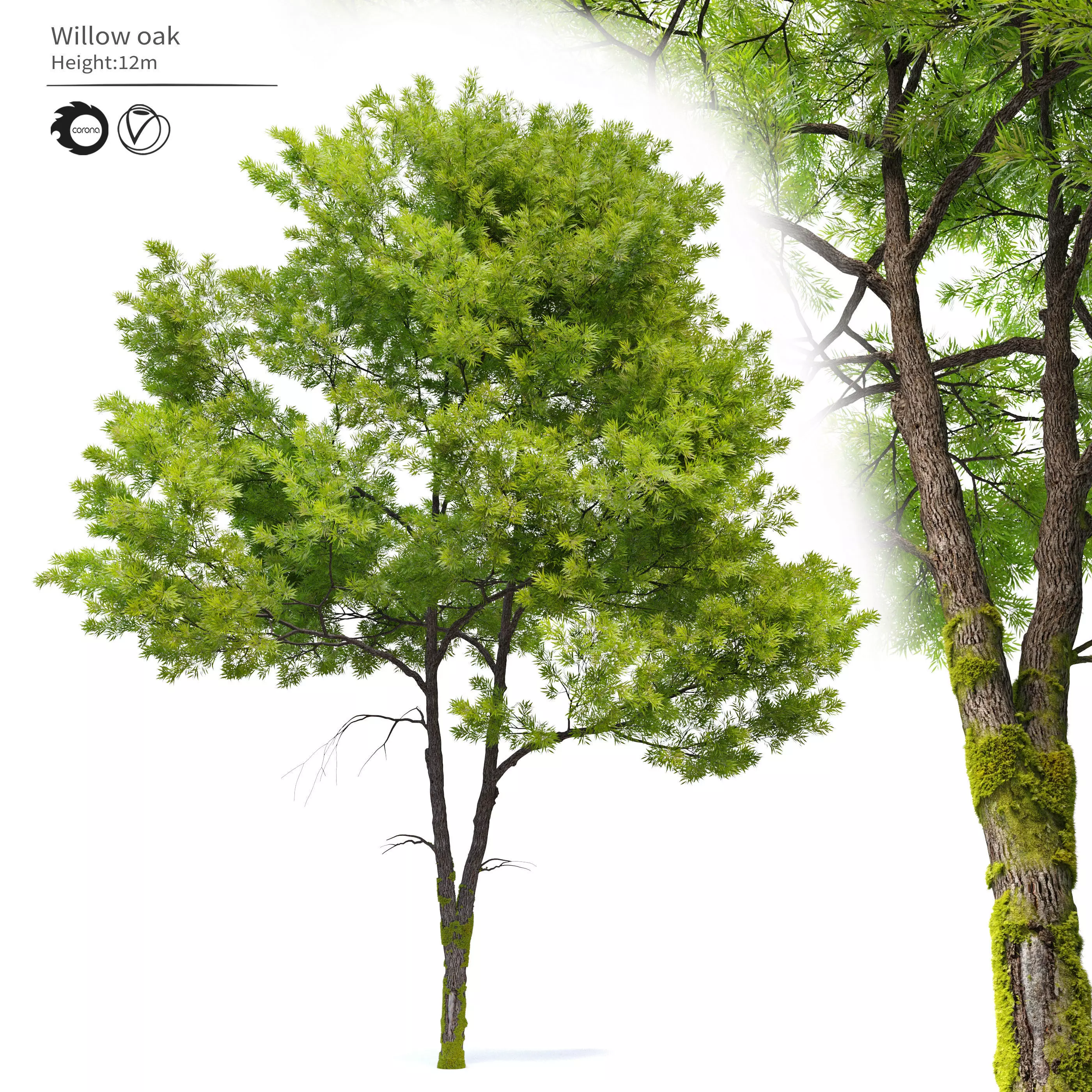 Willow oak 3D model_0