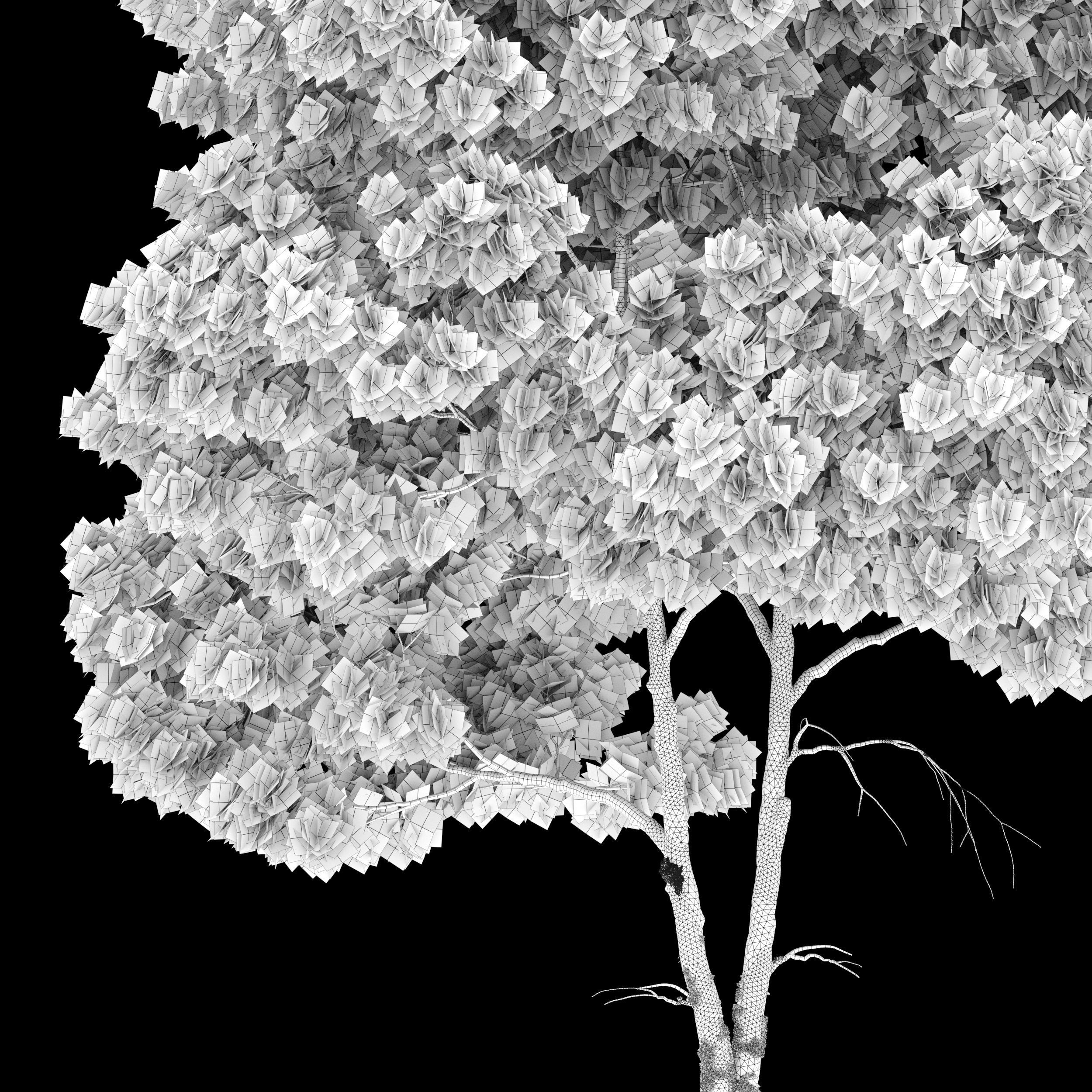 Willow oak 3D model_6