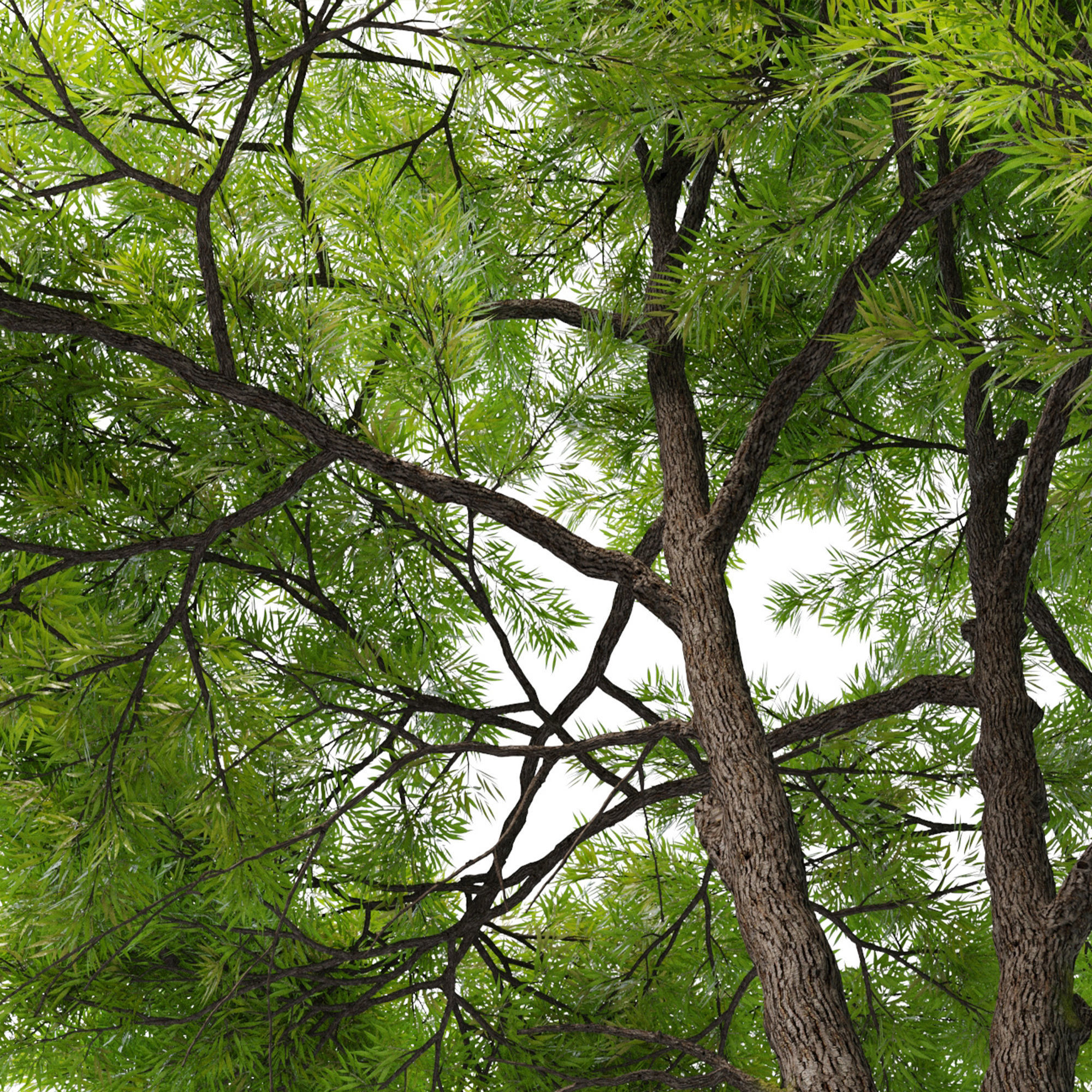 Willow oak 3D model_5