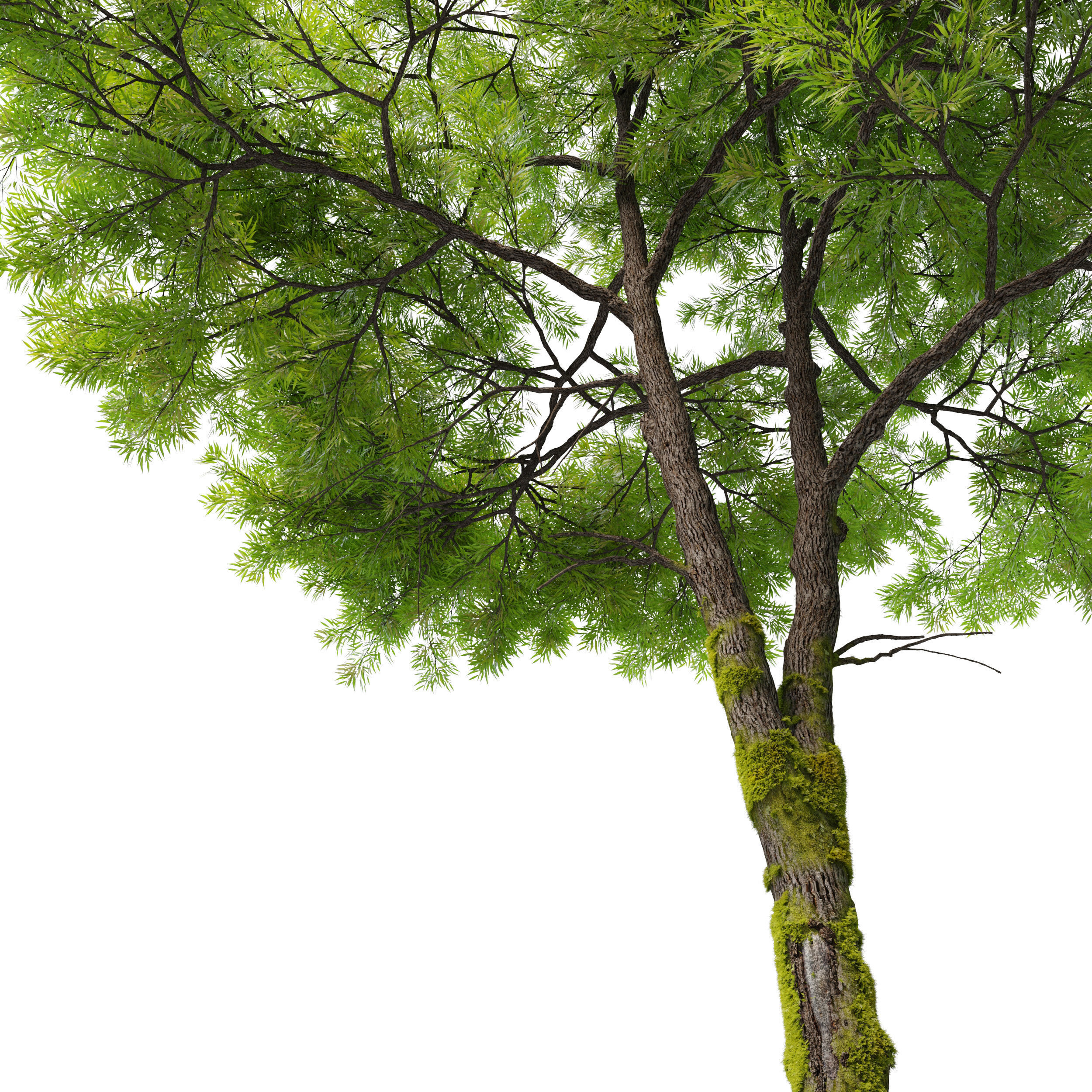Willow oak 3D model_1