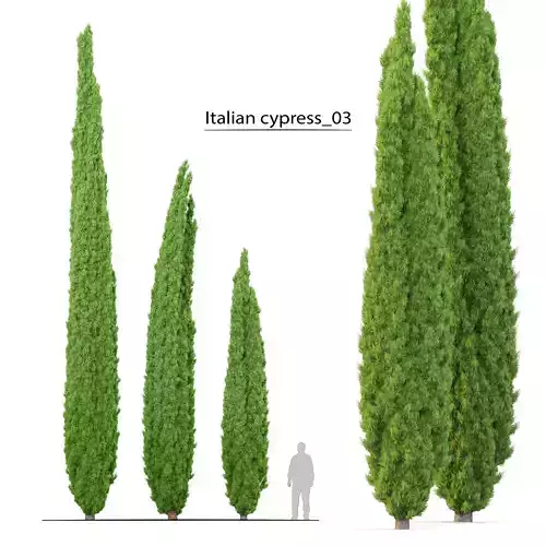 Italian cypress 03