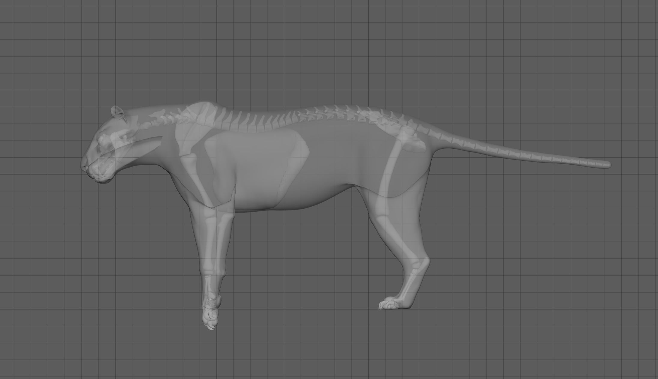 Tiger with bones and UVs 3D model_4