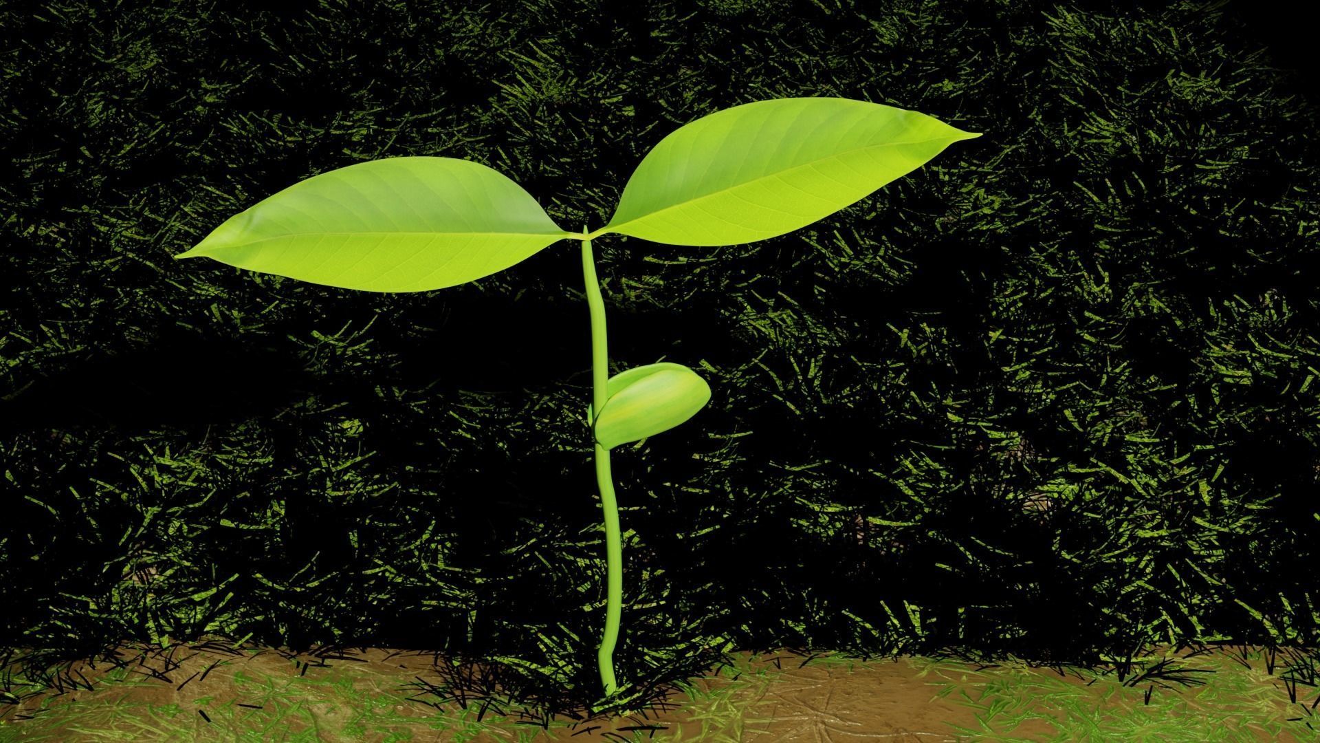 Plant sprout growing process 3D model_1