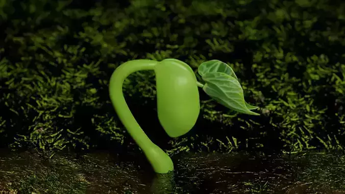 Plant sprout growing process