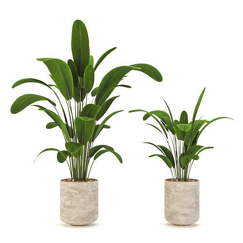 Indoor-plants-in-Concrete-Damaged-001 two plants in pots Low-poly 3D model