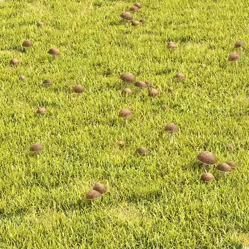 Grass Lawn with Mushroom 3D model
