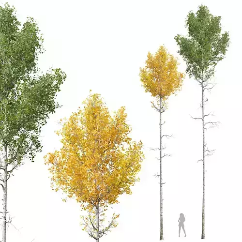 New Plant High detail Populus Tremuloides03 3D model