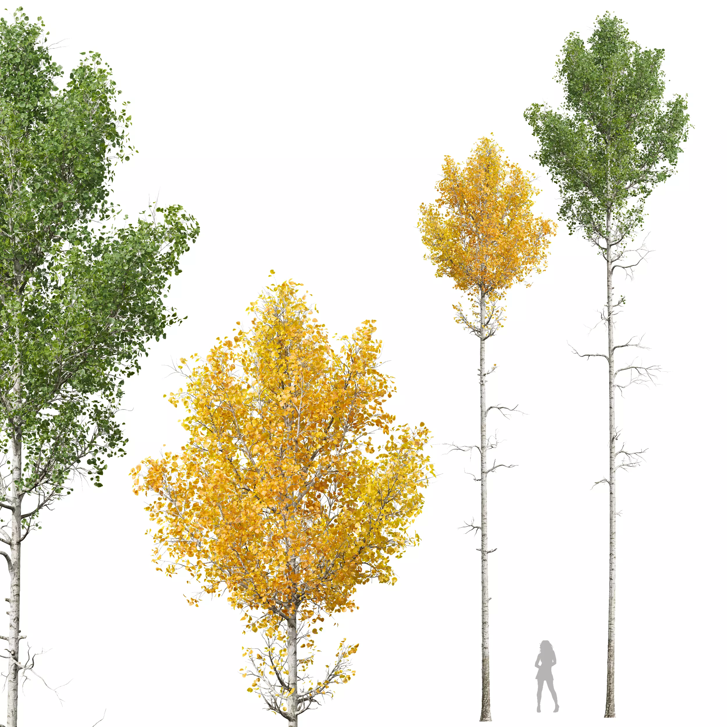 New Plant High detail Populus Tremuloides03 3D model