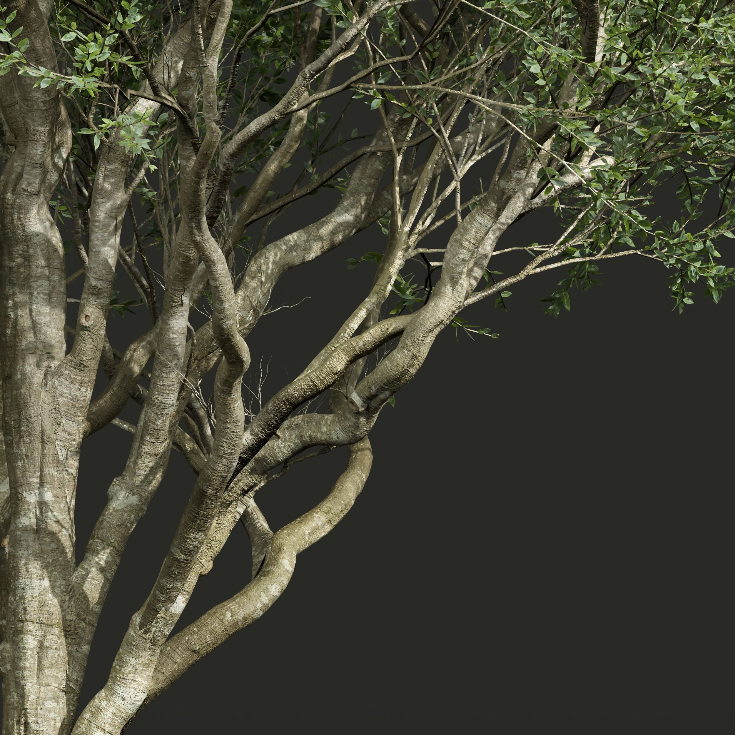 New Plant High detail Fagus Grandifolia02 3D model_1