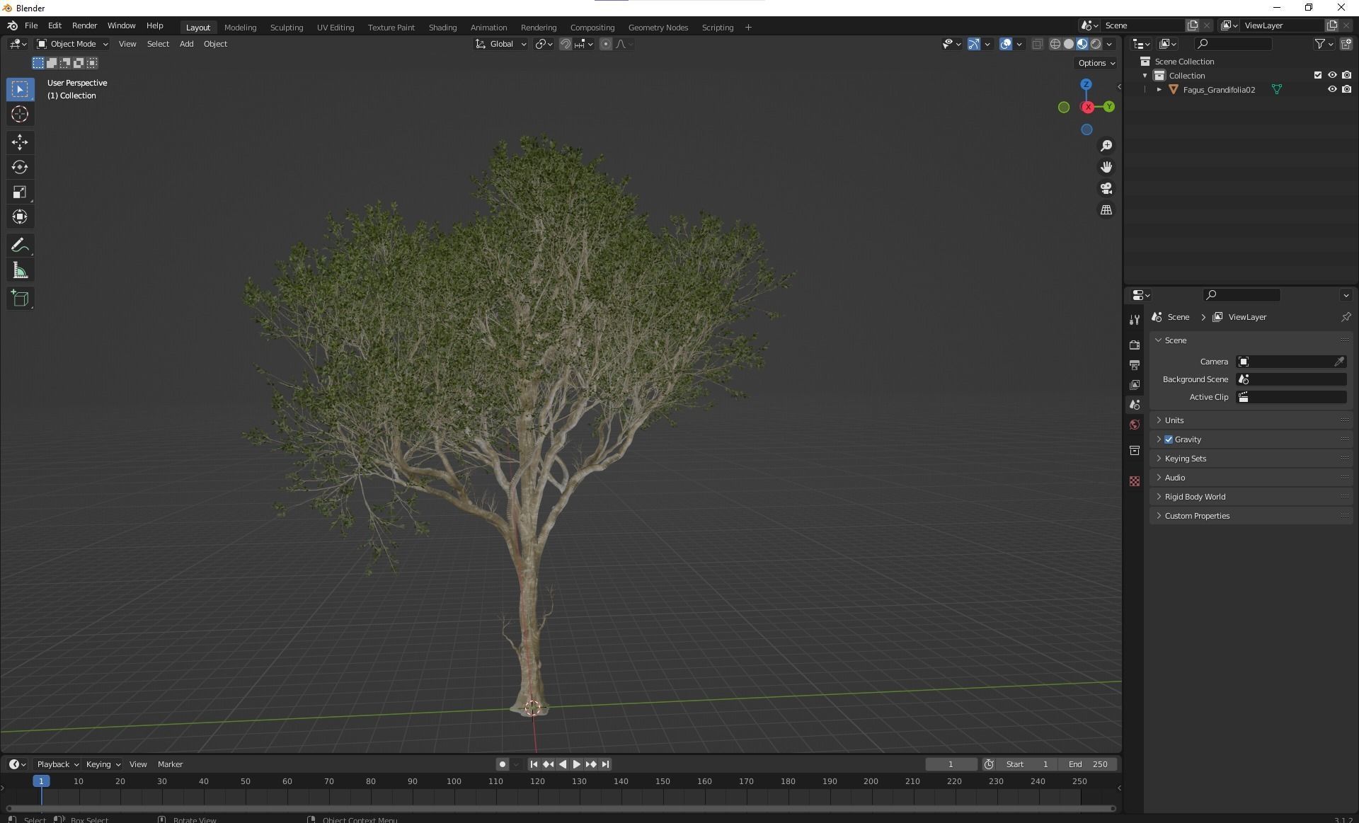 New Plant High detail Fagus Grandifolia02 3D model_4