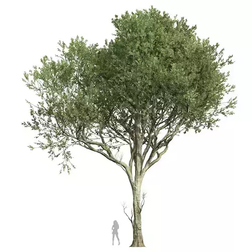 New Plant High detail Fagus Grandifolia02 3D model