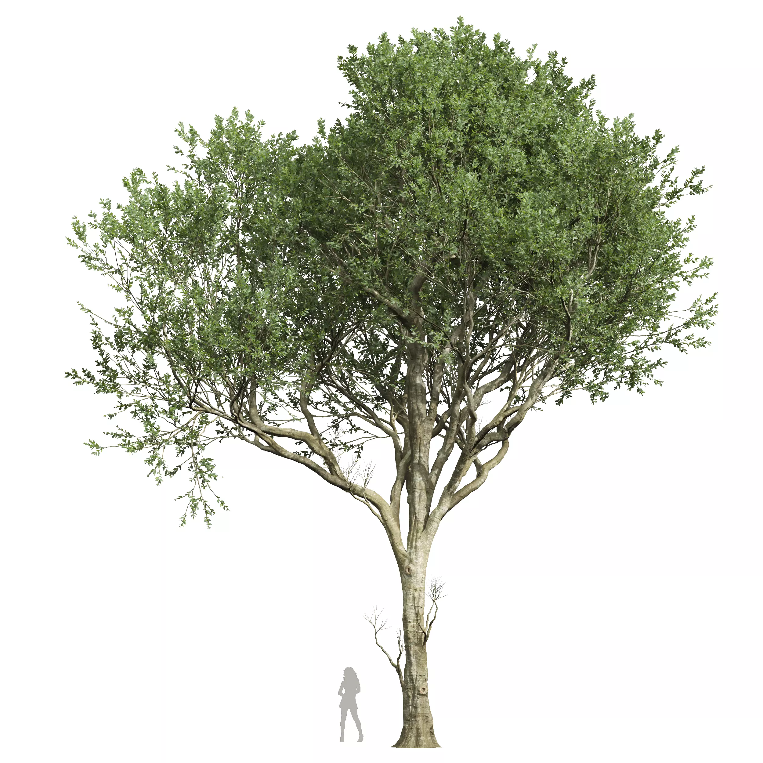 New Plant High detail Fagus Grandifolia02 3D model_0