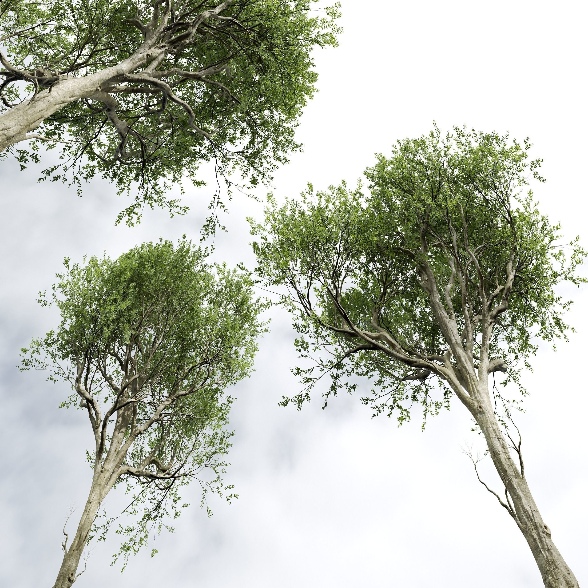 New Plant High detail Fagus Grandifolia02 3D model_2