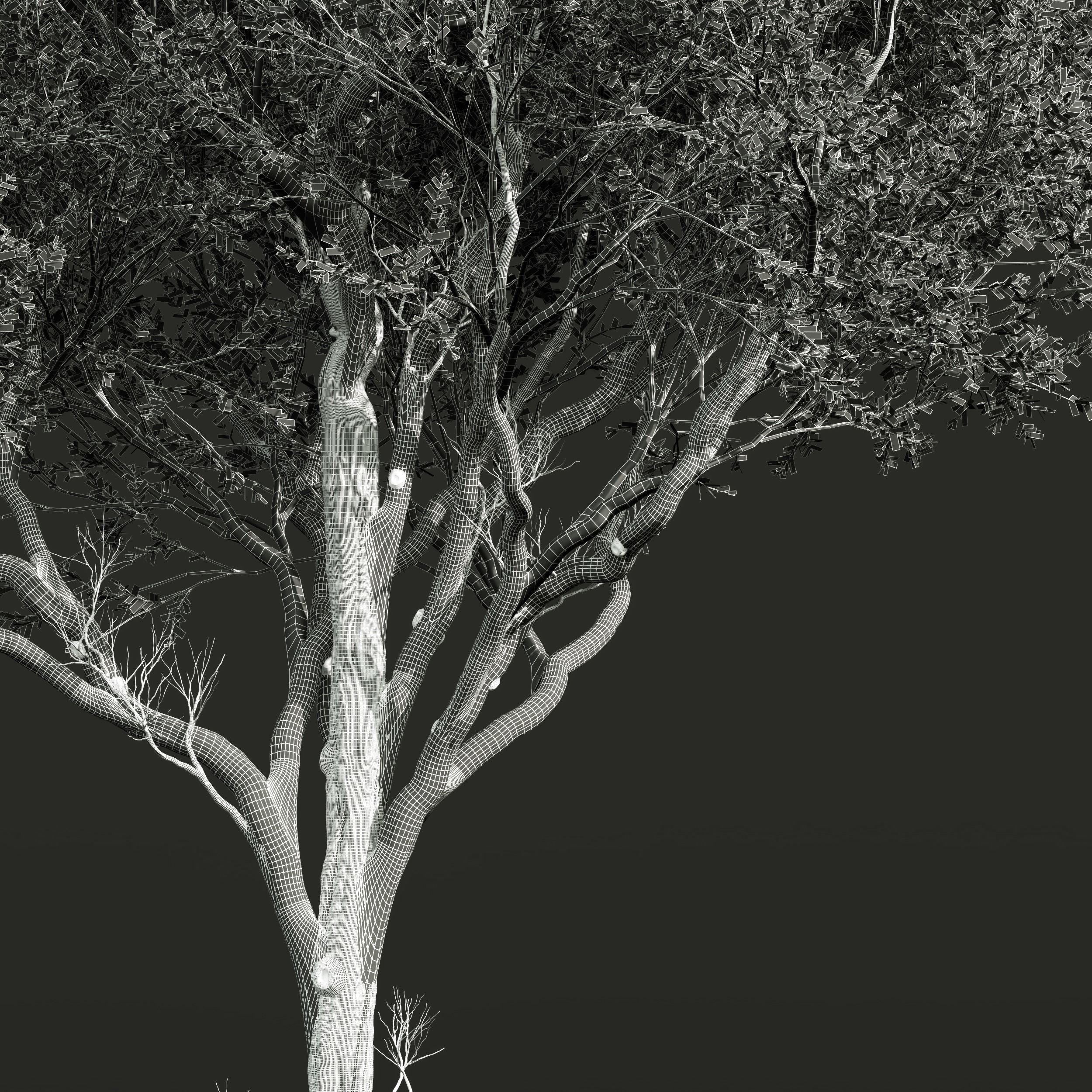 New Plant High detail Fagus Grandifolia02 3D model_3