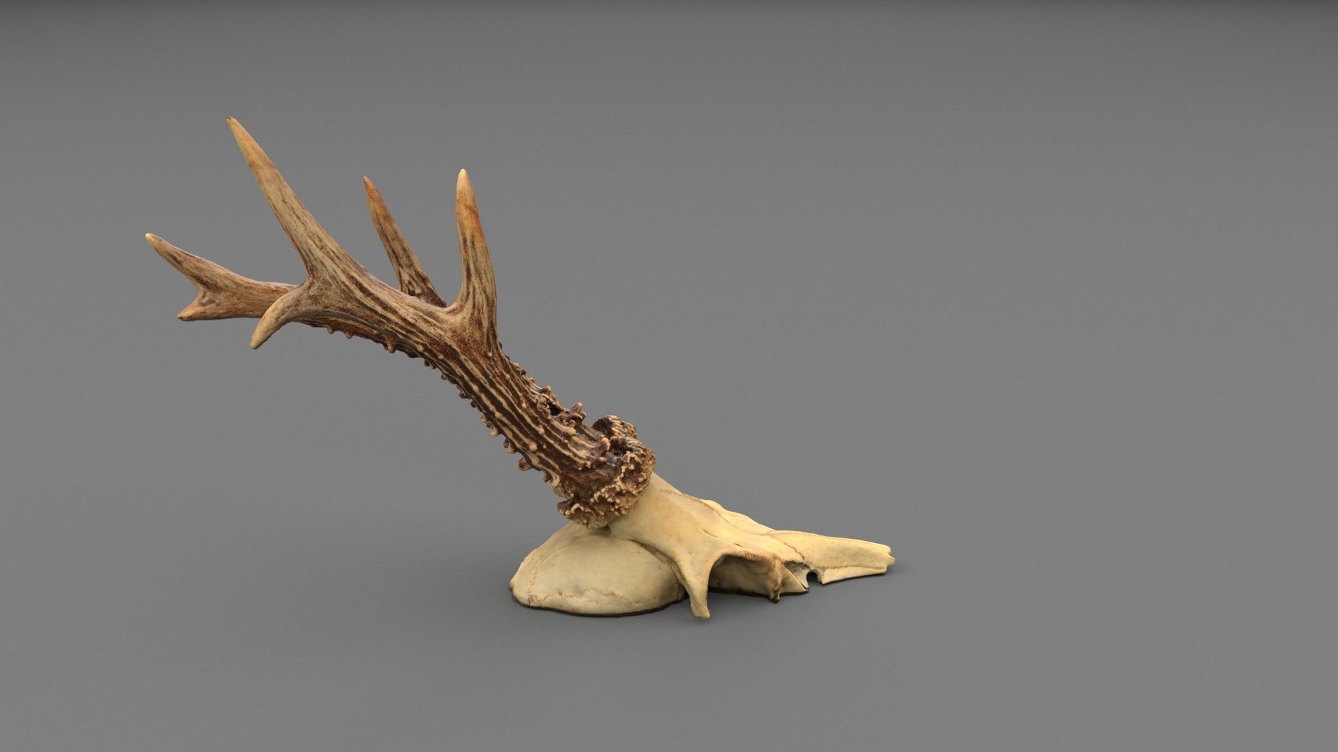 Deer skull with horns 01 high-poly 3D model_3
