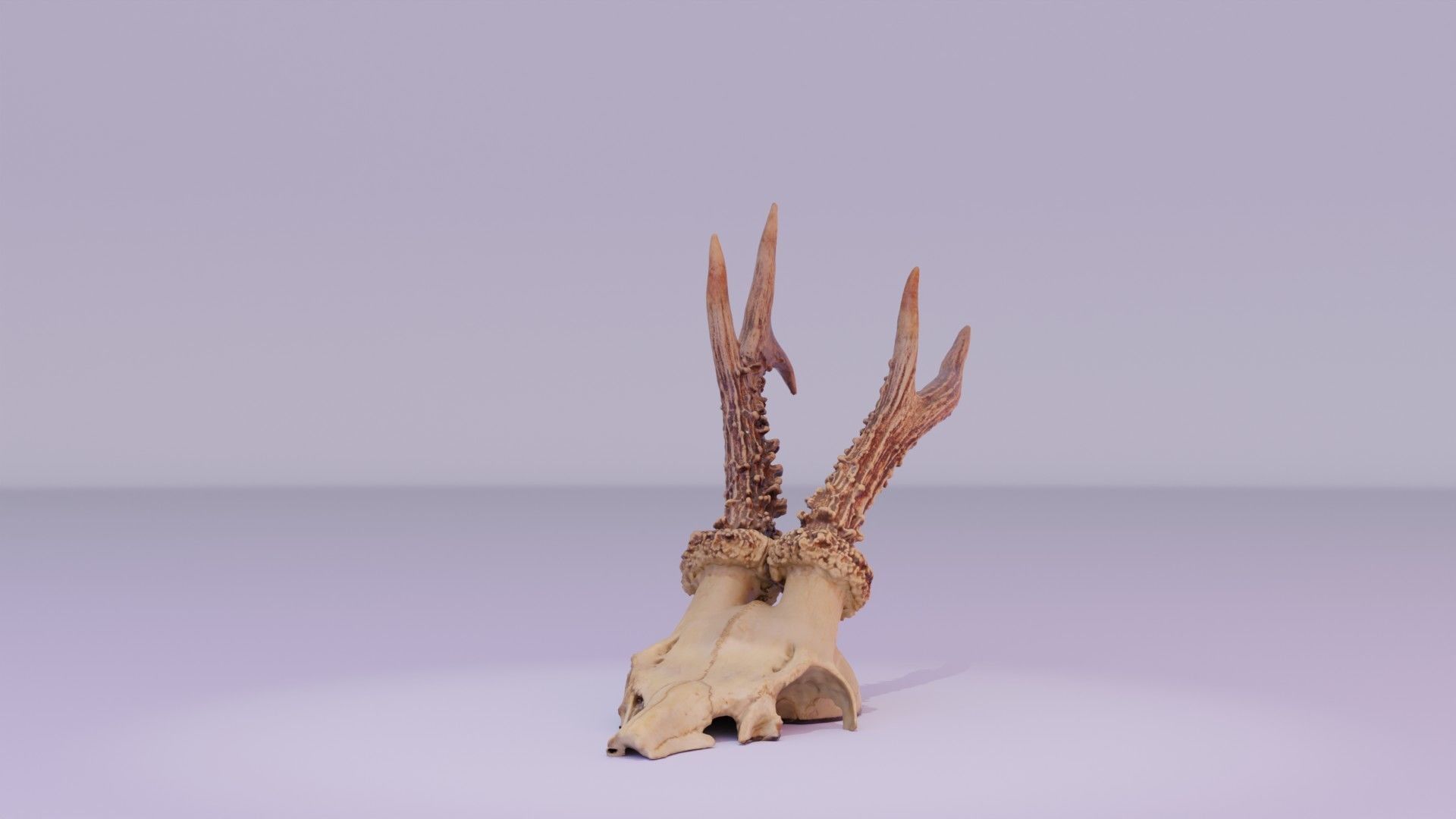 Deer skull with horns 01 high-poly 3D model_31