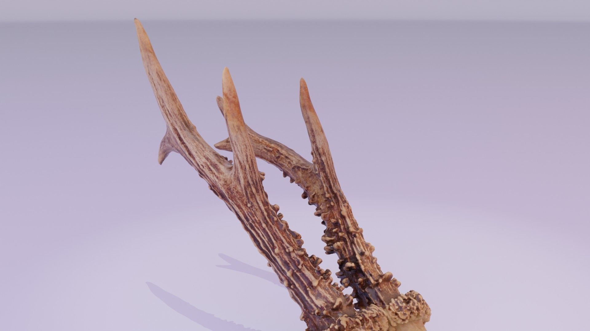 Deer skull with horns 01 high-poly 3D model_34