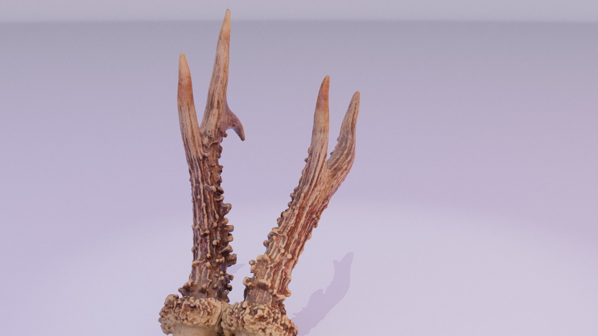 Deer skull with horns 01 high-poly 3D model_32
