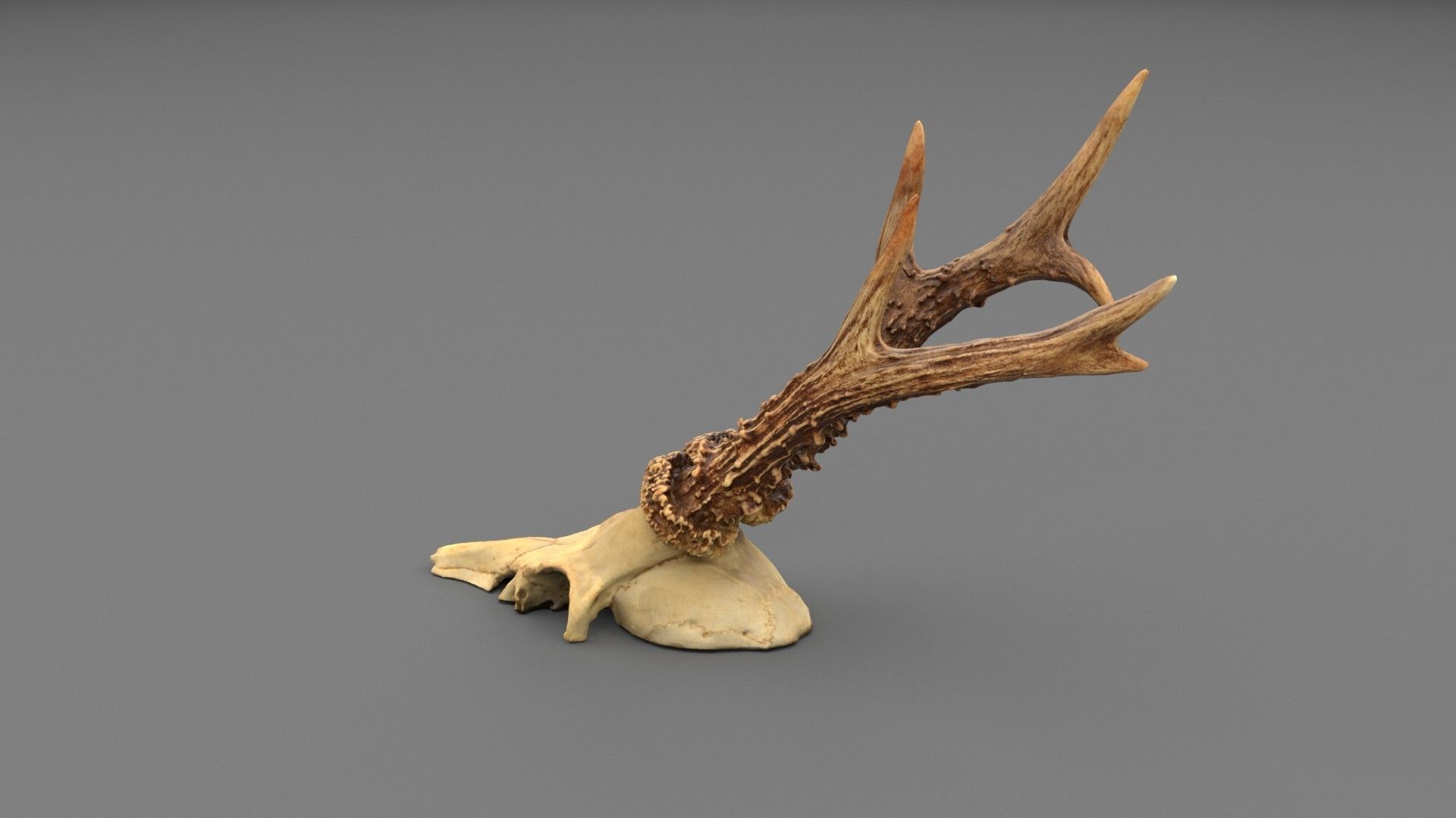 Deer skull with horns 01 high-poly 3D model_7