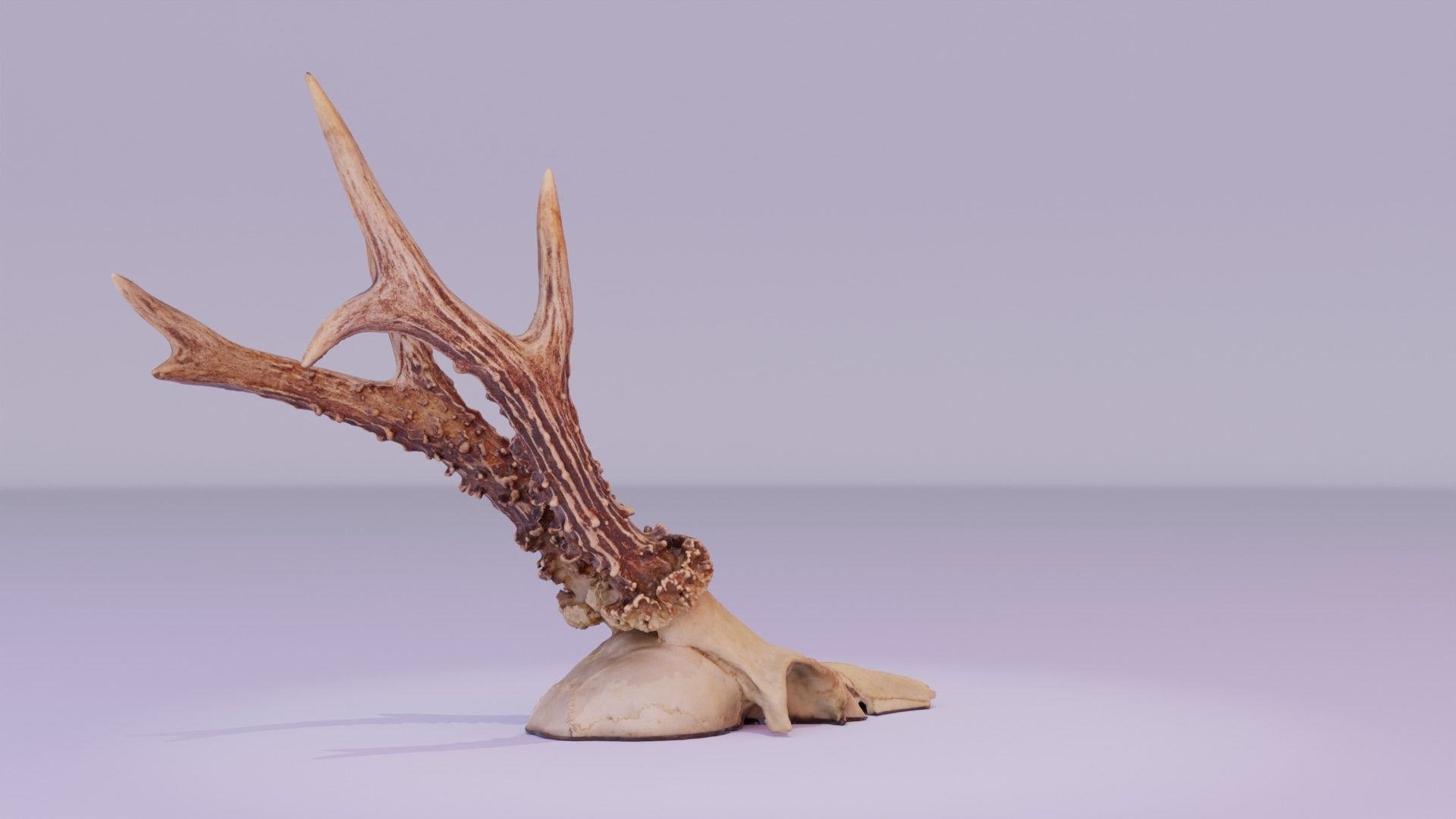 Deer skull with horns 01 high-poly 3D model_25