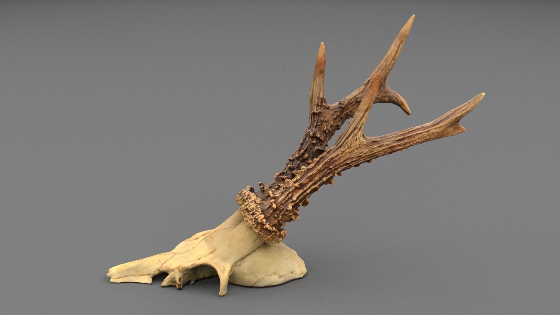 Deer skull with horns 01 high-poly 3D model_8
