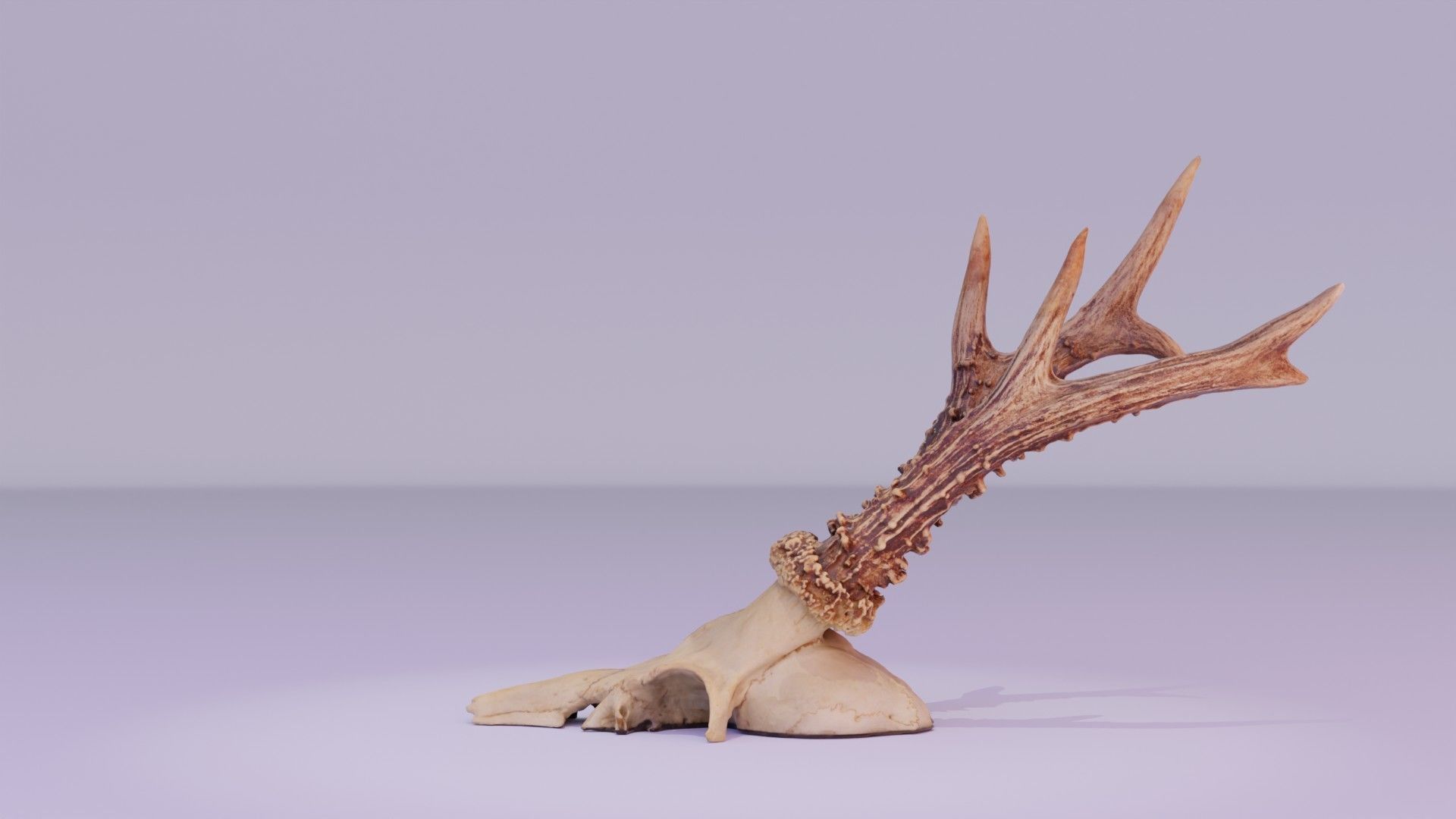 Deer skull with horns 01 high-poly 3D model_29